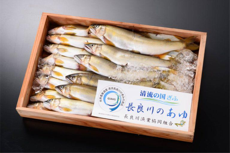 清流长良川的香鱼