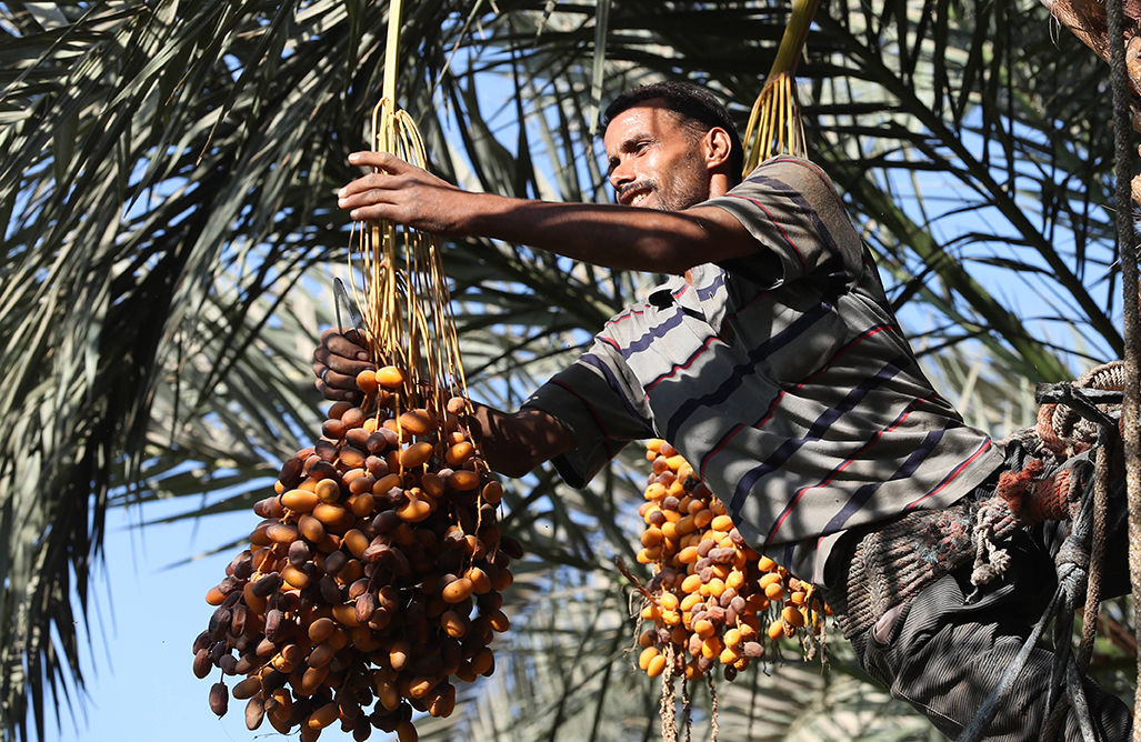 锡瓦绿洲椰枣生产系统
