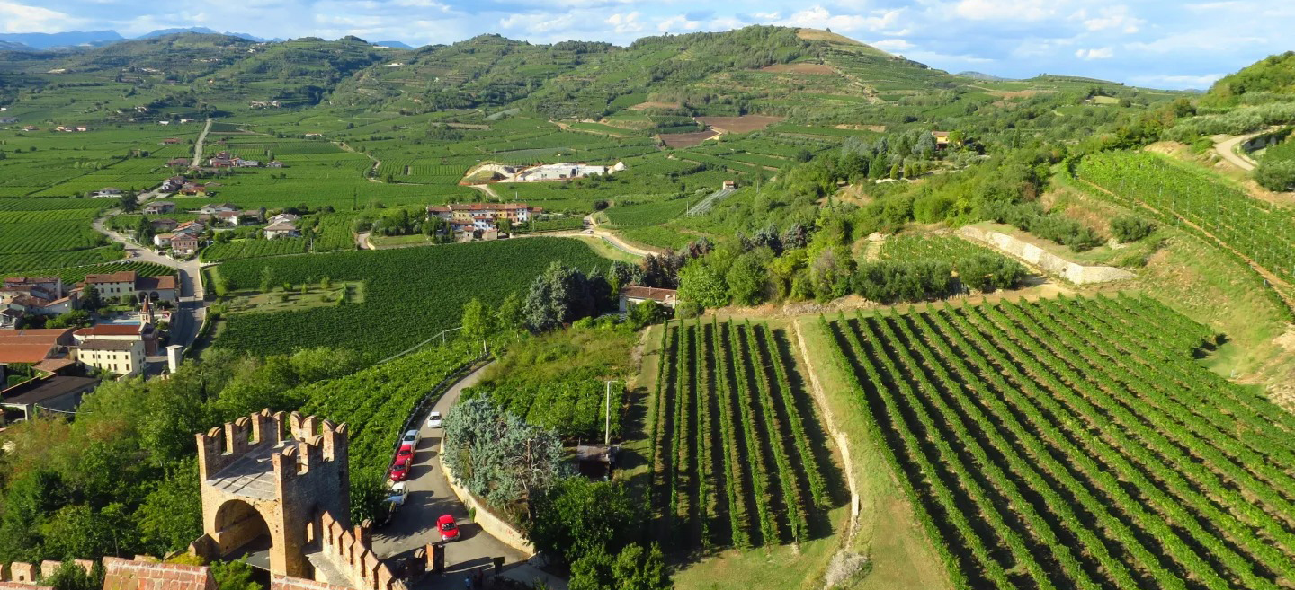 索阿韦传统葡萄园