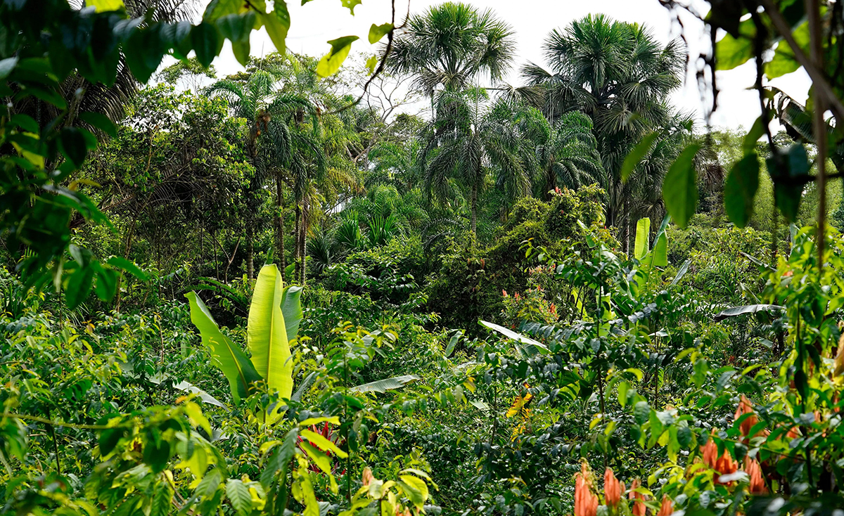 亚马逊查克拉:厄瓜多尔纳波省的土著社区管理的传统农林混作系统